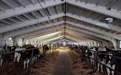 Побелка известью курятников, коровников и свиноферм