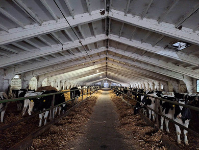 побелка коровника